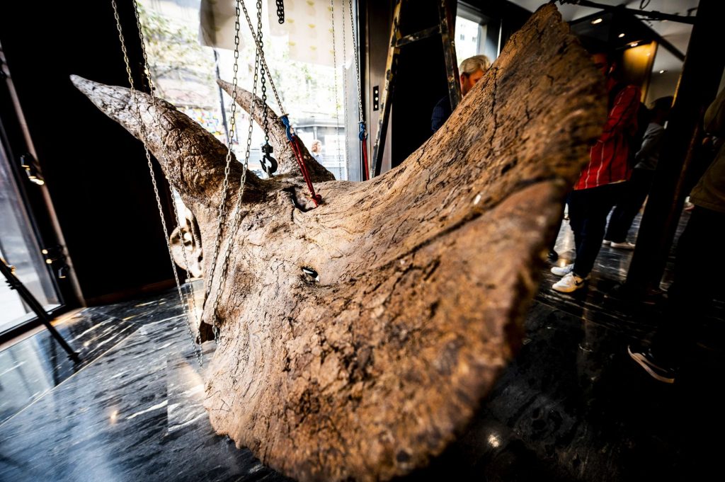 schelet triceratops Big John