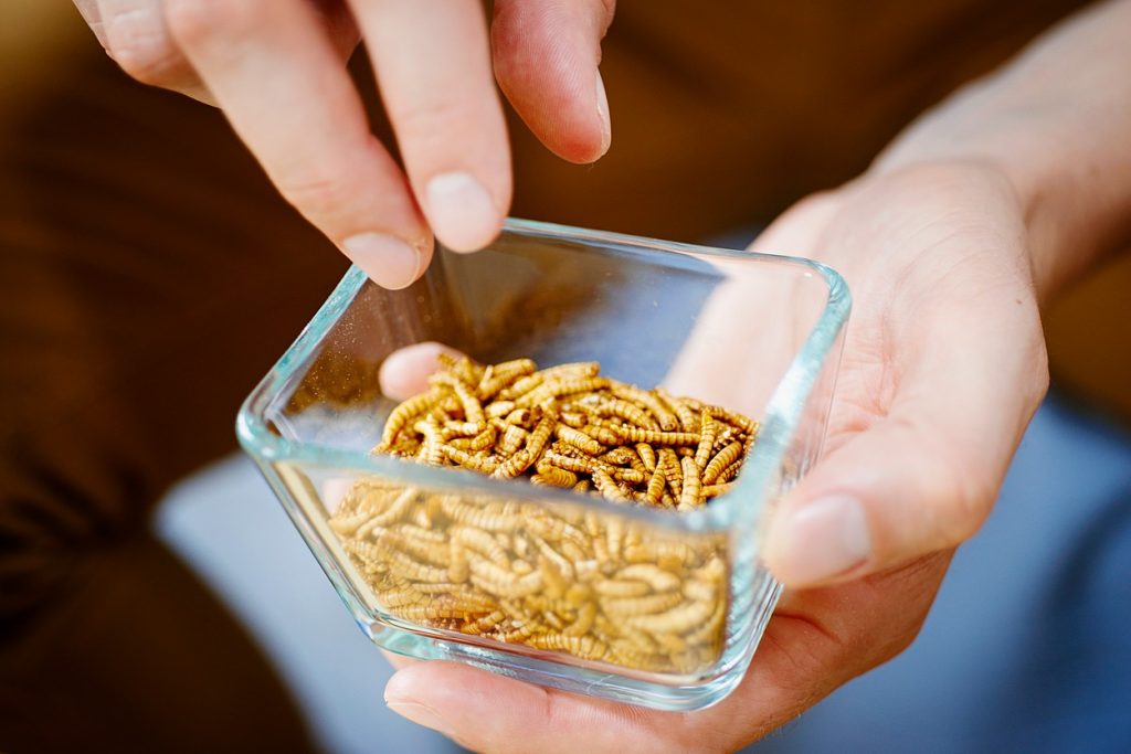 Consumul de insecte a fost aprobat de UE. Viermele de făină, cu un pas mai aproape de farfuriile europenilor
