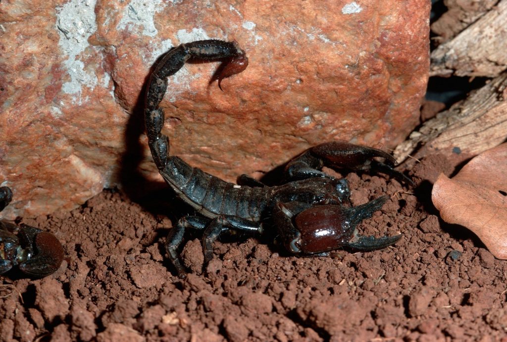 Angajata unui supermarket din Constanța a fost mușcată de un scorpion. Cum a fost posibil