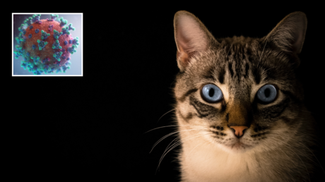 A cat © Unsplash / Pacto Visual; (inset) illustration of coronavirus © Unsplash / Fusion Medical Animation