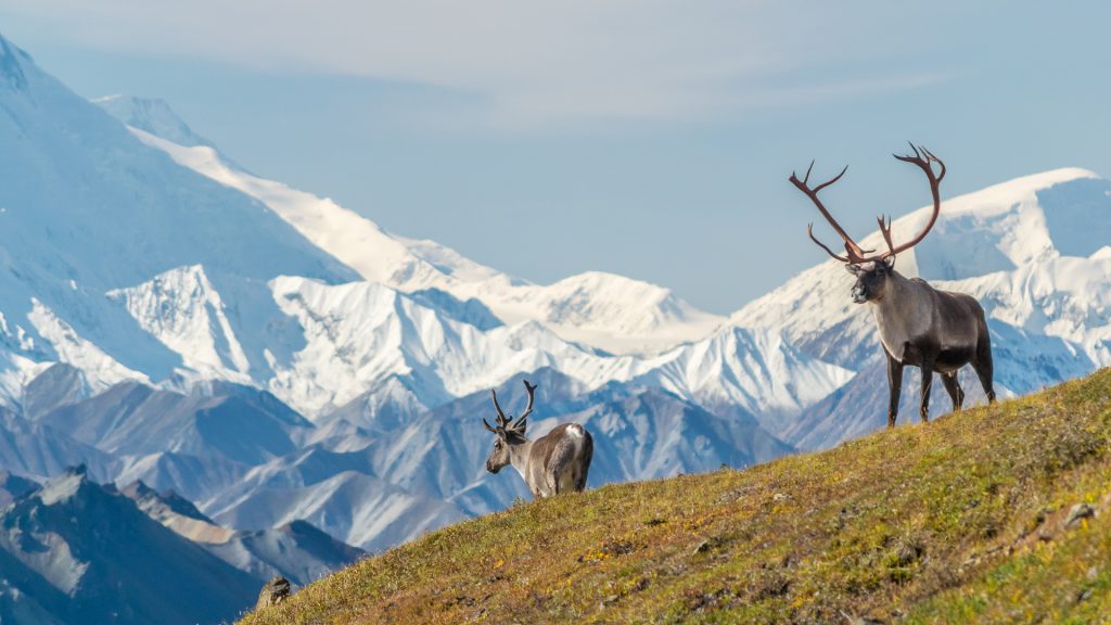 Record de temperatură în Alaska