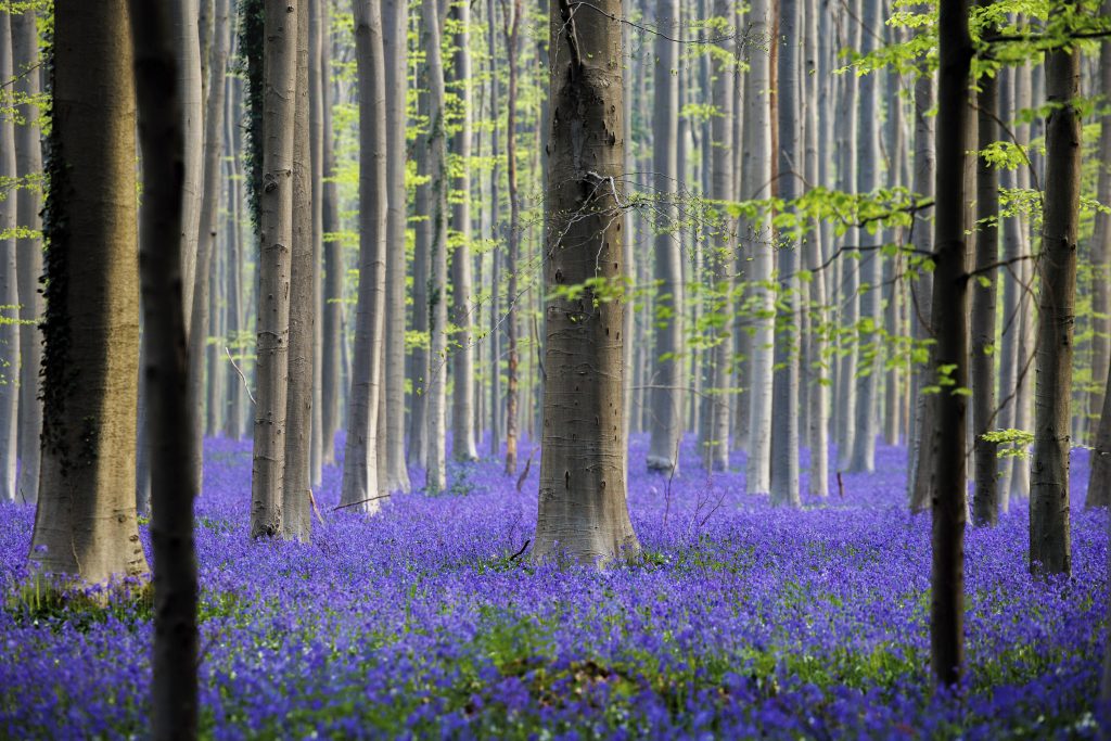 The famed bluebells are in bloom again in the Hallerbos forest south of Brussel, Belgium, on Tuesday, April 19, 2022. For the first time since the pandemic struck over two years ago, the woods featuring violet blue carpets of wild Hyacinths are packed with tourists again. (AP Photo/Olivier Matthys)