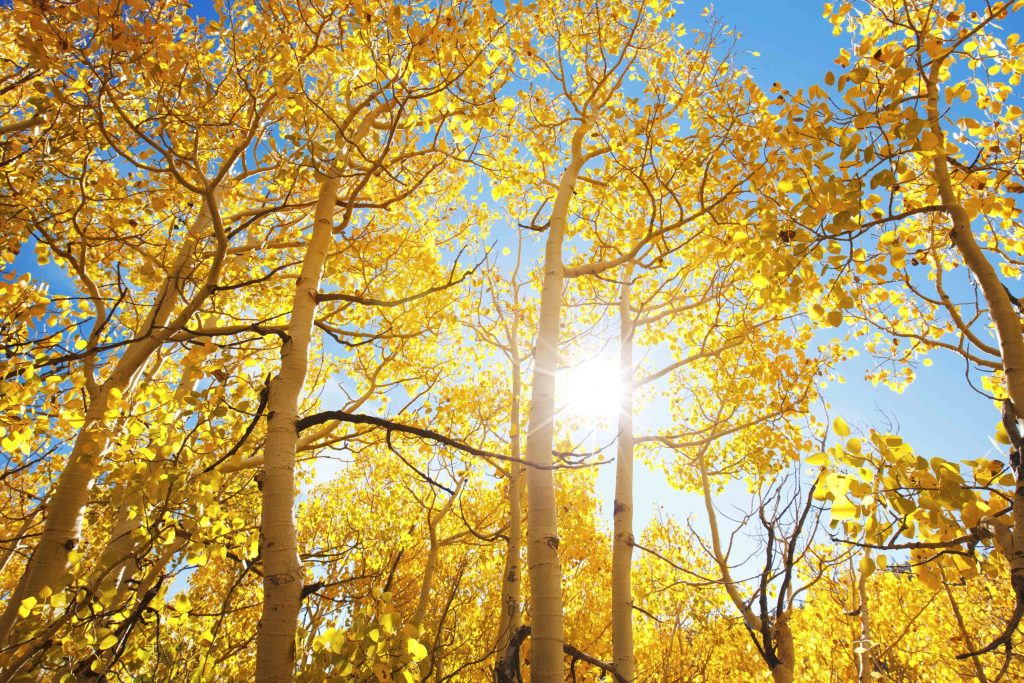 soare vazut printre copaci toamna