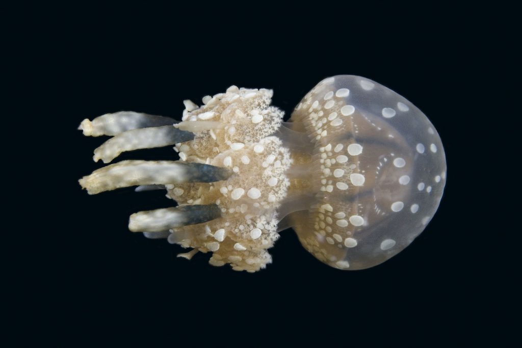 meduză