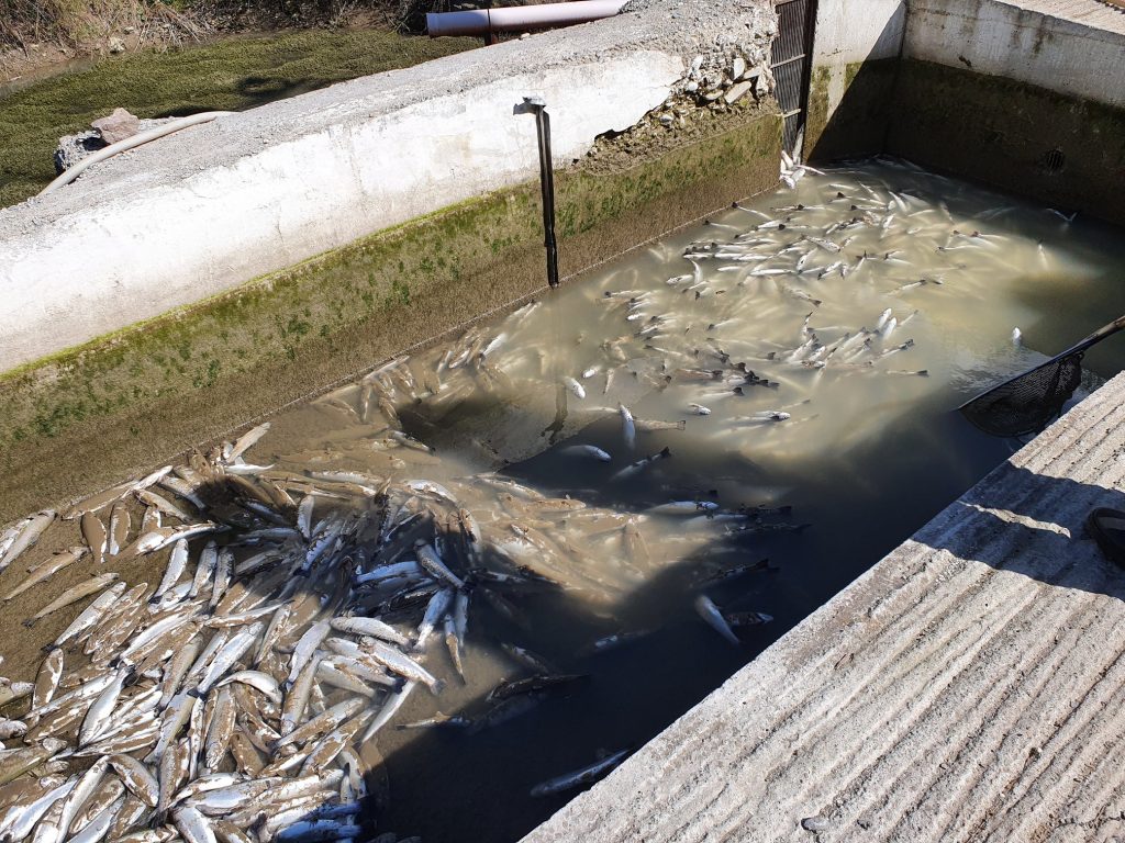 păstravi morti dupa poluarea pe raul bicaz din judetul neamt.