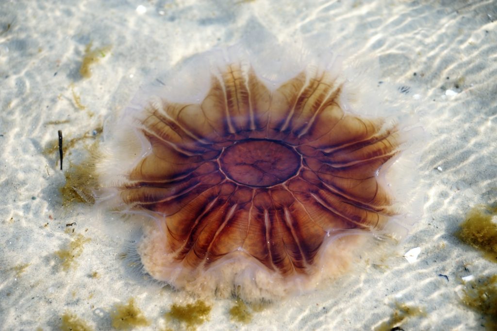 meduza