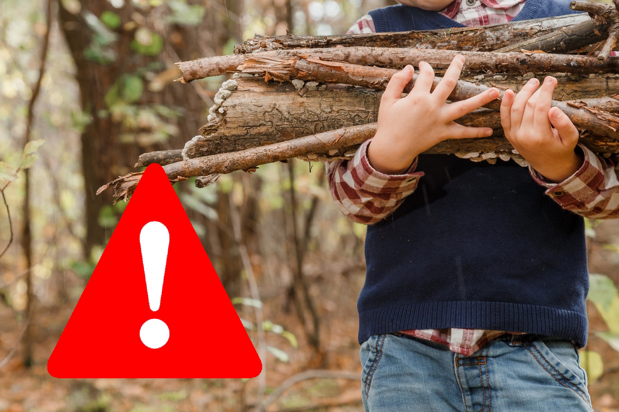 Coletarea lemnelor din pădure