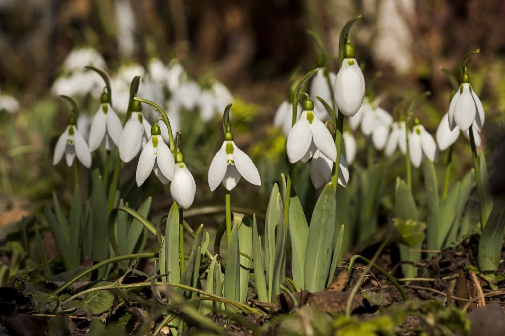 Ghioceii, specie protejată în România. Expert în mediu: Autoritățile sunt „incapabile“ să implementeze legislația